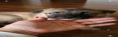 Gerberian Shepsky 6