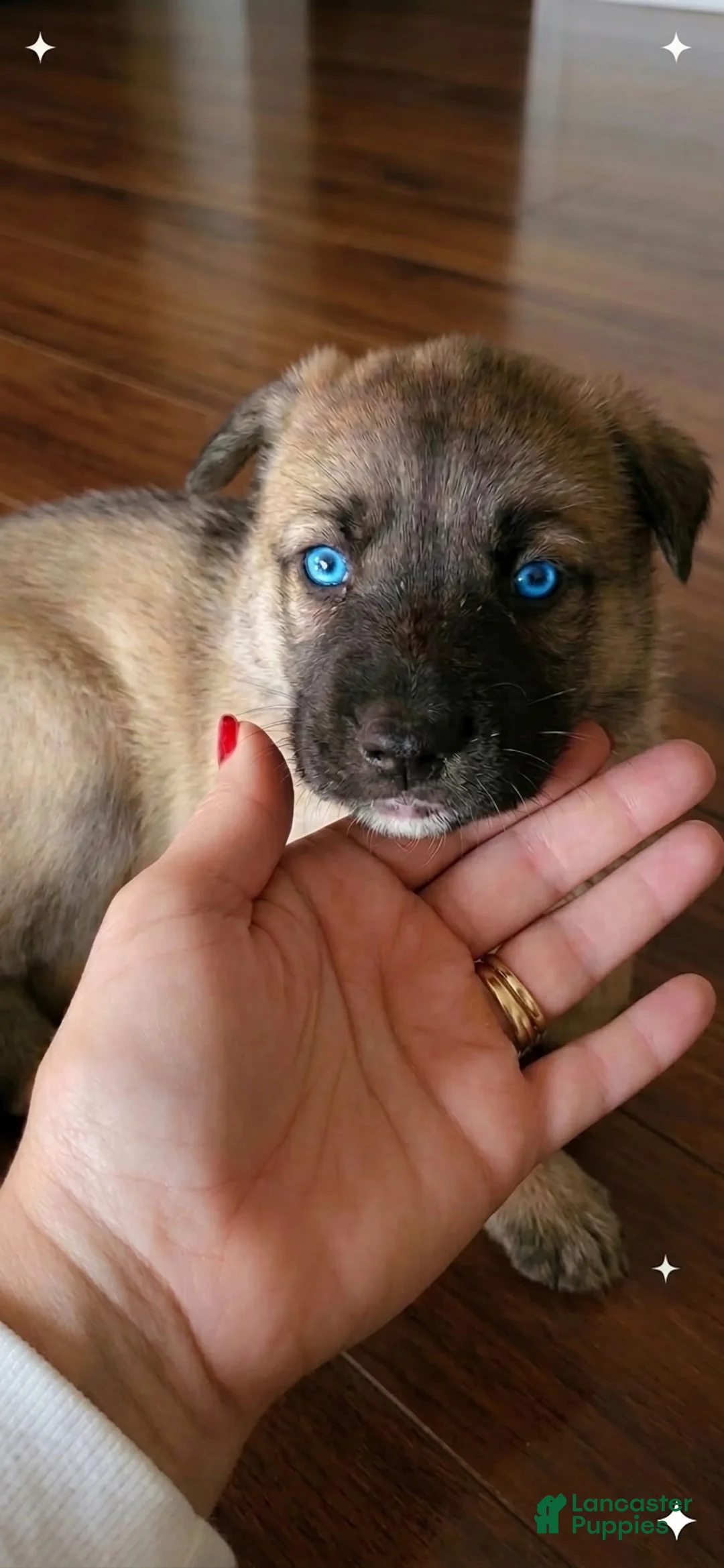 Gerberian Shepsky dogs for sale: Gerberian Shepsky 6 - Ad 1