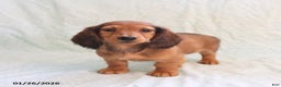 Miniature Dachshund dogs for sale: Jason - Ad 4
