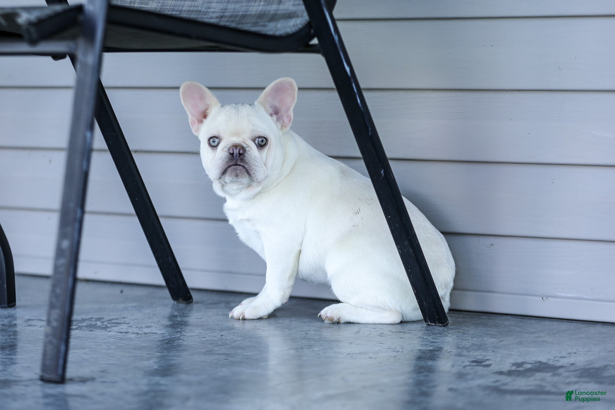 French Bulldog dogs for sale: Dora - Ad 3