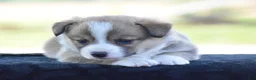 Welsh Corgi Pembroke dogs for sale: Carli - Ad 6