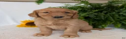 Golden Retriever dogs for sale: Liberty  - Ad 2