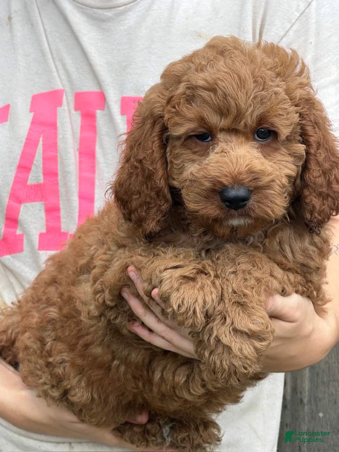 Miniature Labradoodle dogs for sale: Maverick - Ad 3