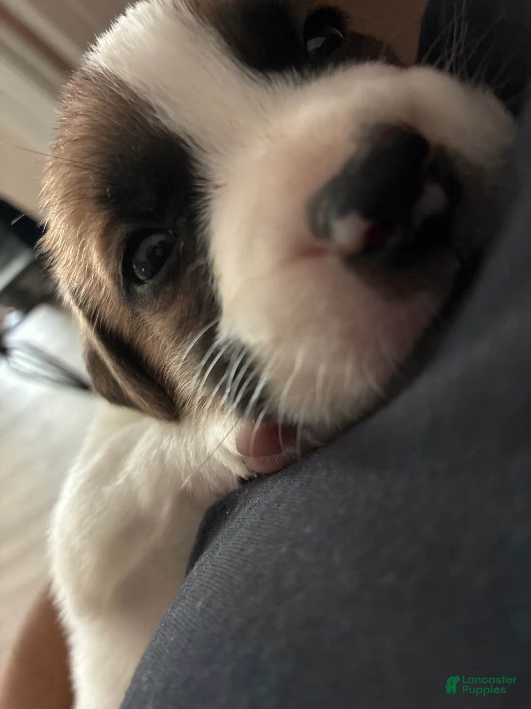 Mixed Breed dogs for sale: Mixed Breed Puppy 1 - Ad 2