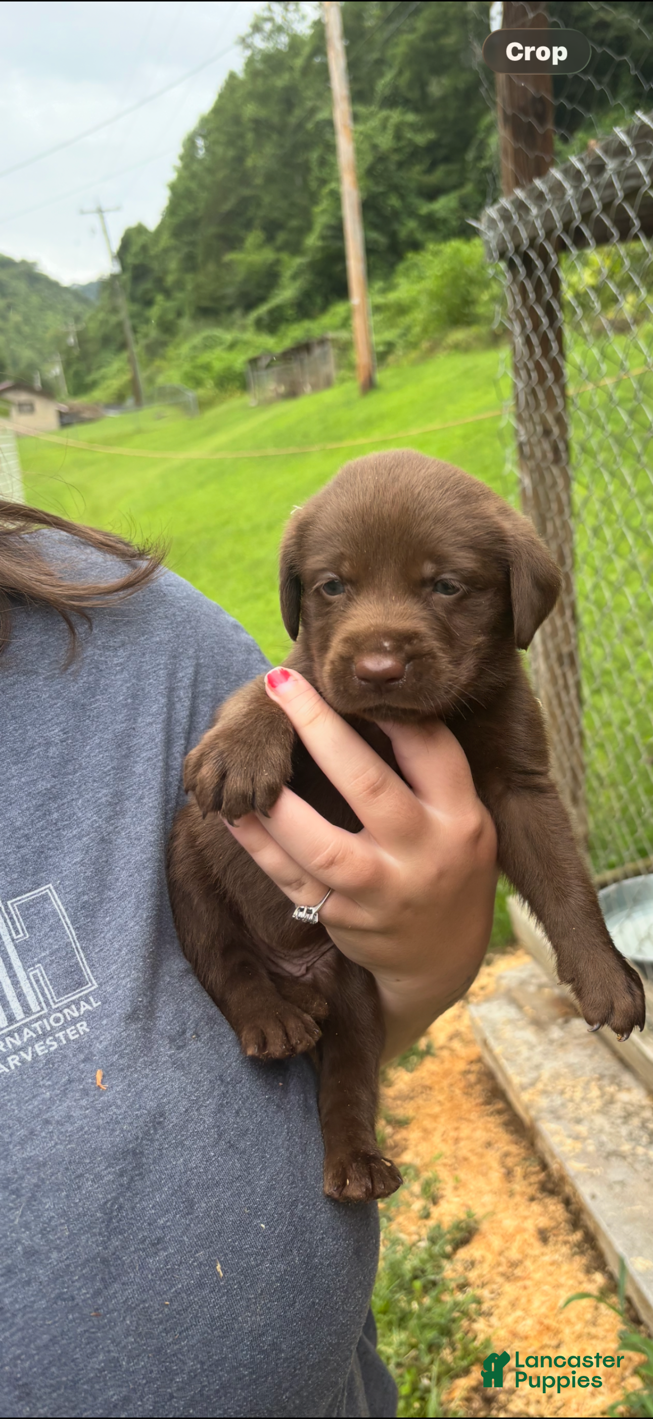 Labrador Retriever dogs Snickers - Ad 1