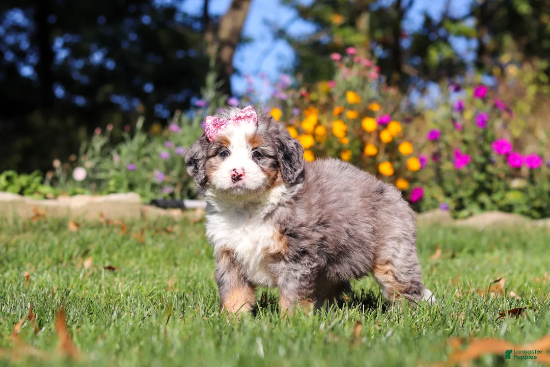 Mini Bernedoodle dogs for sale: Ruby🌸 - Ad 2