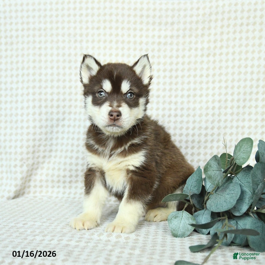 Alaskan Malamute dogs Buddy - Ad 8