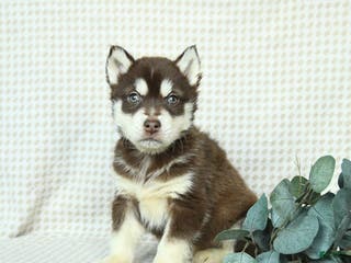 Alaskan Malamute dogs Buddy - Ad 17