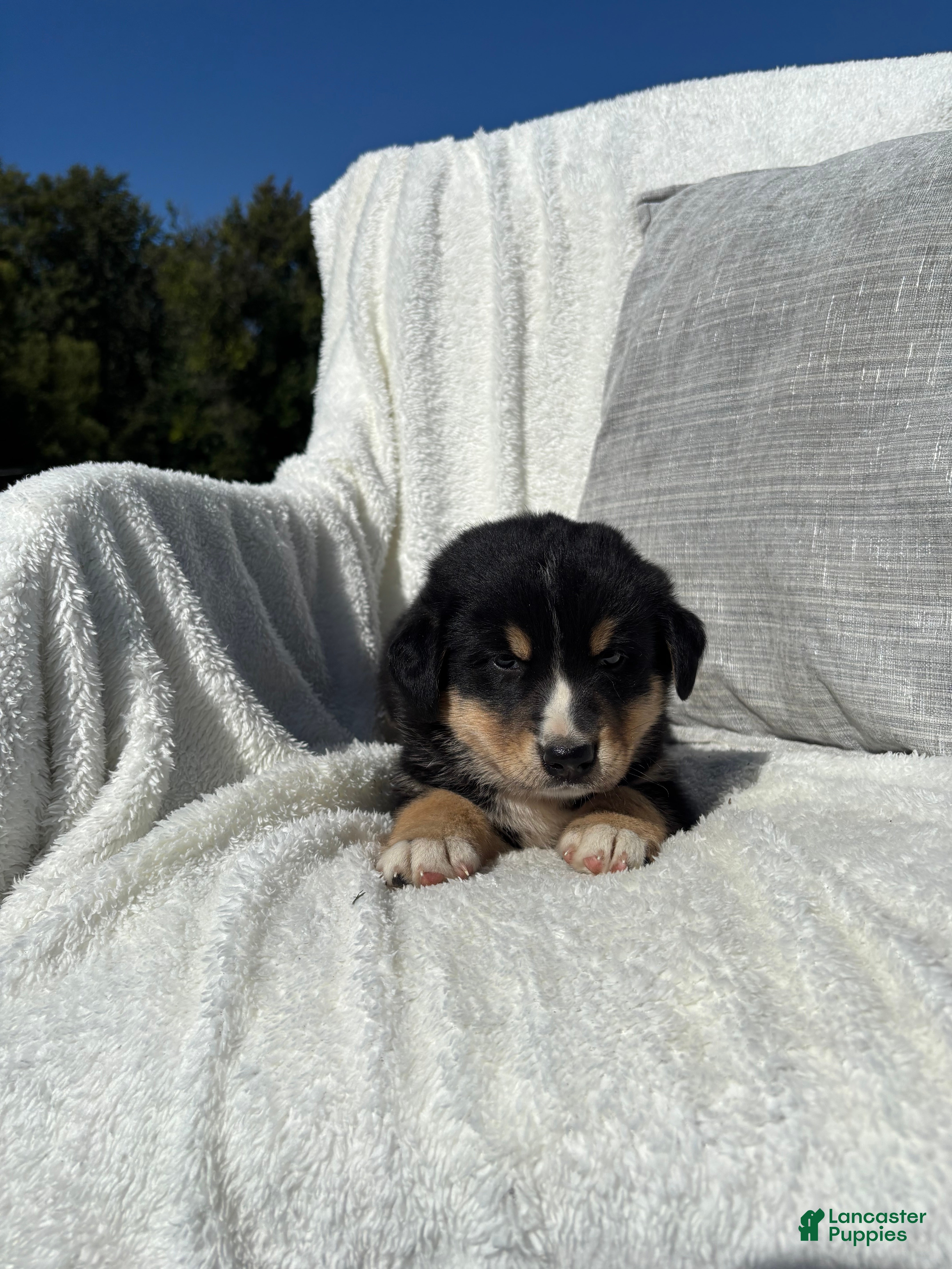 Mixed Breed dogs Mixed Breed 4 - Ad 2