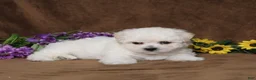 Bichon Frise dogs for sale: Harmony - Ad 3