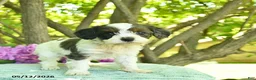Cavapoo dogs for sale: Mocha  - Ad 2