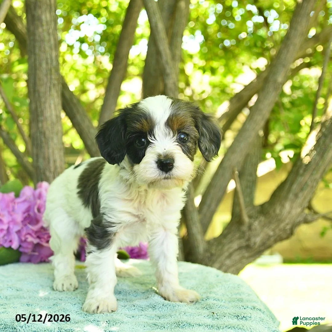 Cavapoo dogs for sale: Mocha  - Ad 2