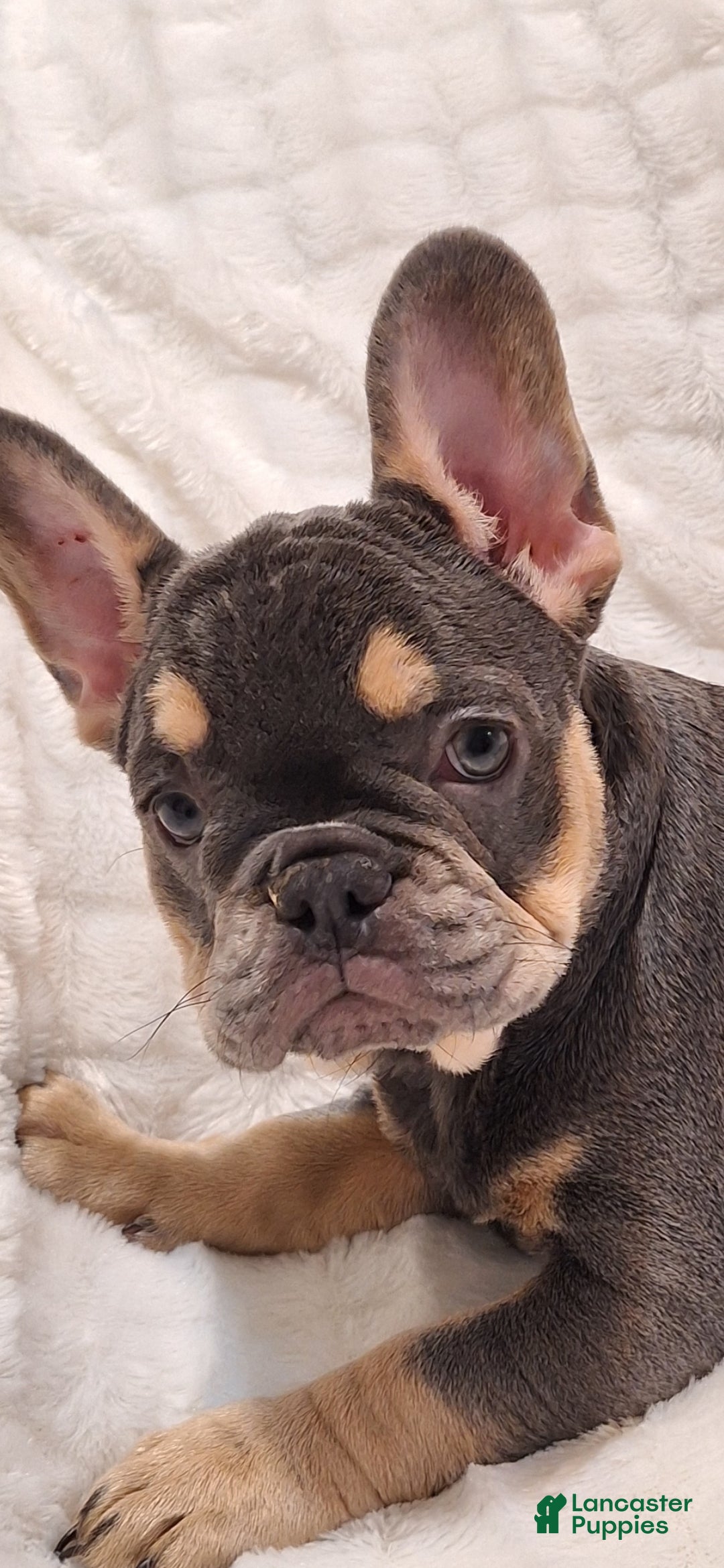 French Bulldog dogs for sale: Gil - Ad 2