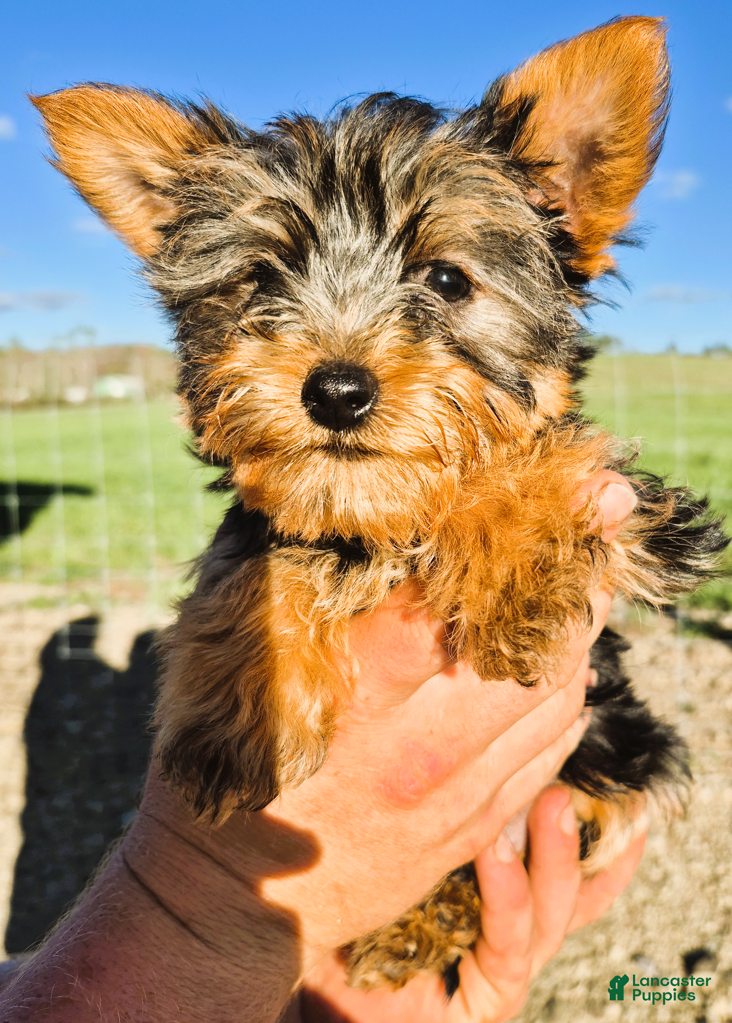 Yorkshire Terrier dogs Prizzy P - Ad 3