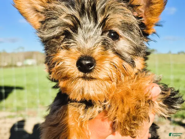 Yorkshire Terrier dogs for sale: Prizzy P - Ad 1