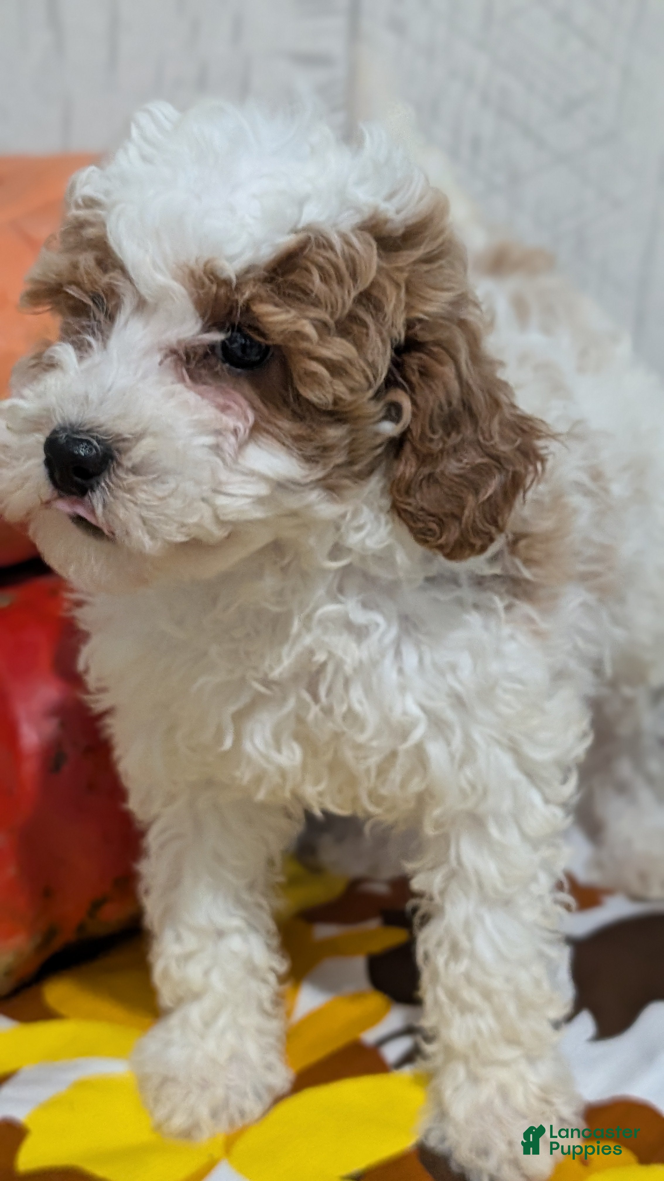 Miniature Poodle dogs Lucy - Ad 2