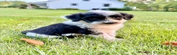 Portuguese Water Dog dogs for sale: Cooper - Ad 3