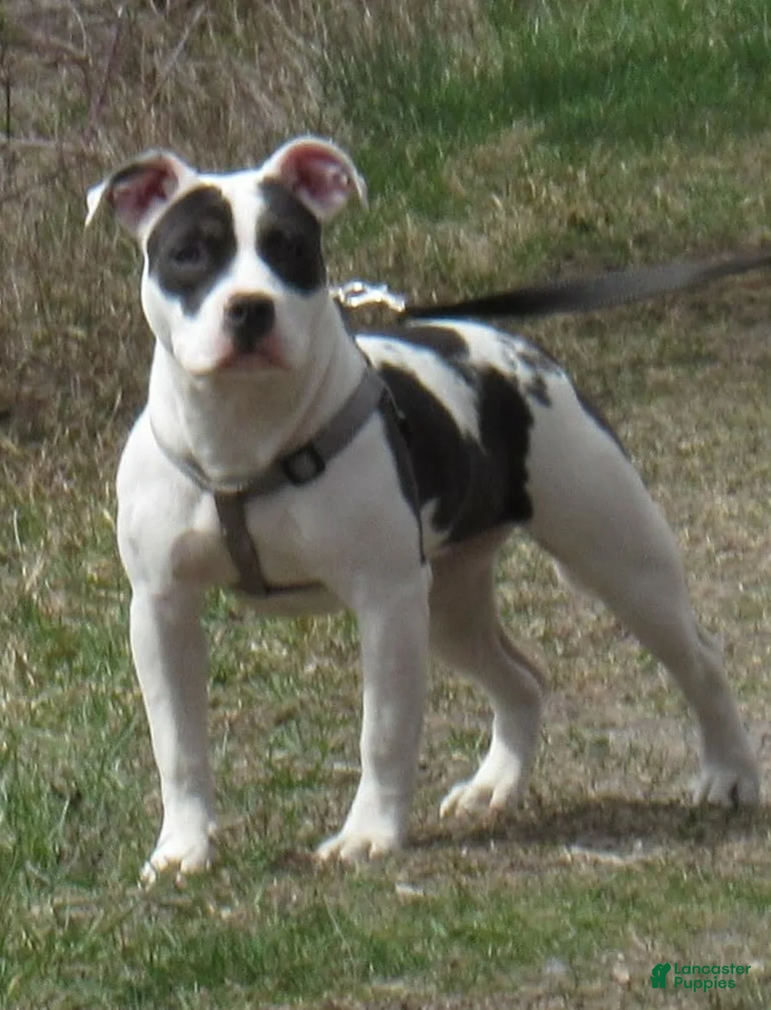 American Bully dogs for sale: American Bully Puppy 1 - Ad 3