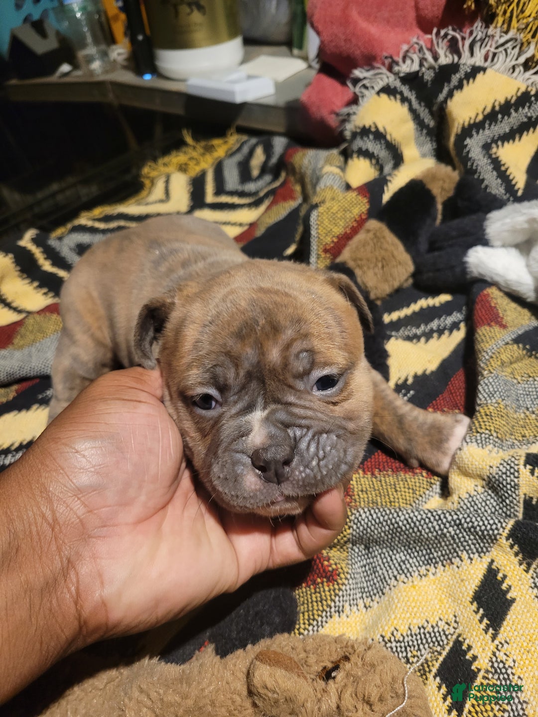American Bulldog dogs for sale: Cleo - Ad 3