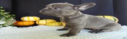 French Bulldog dogs for sale: Manny - Ad 5