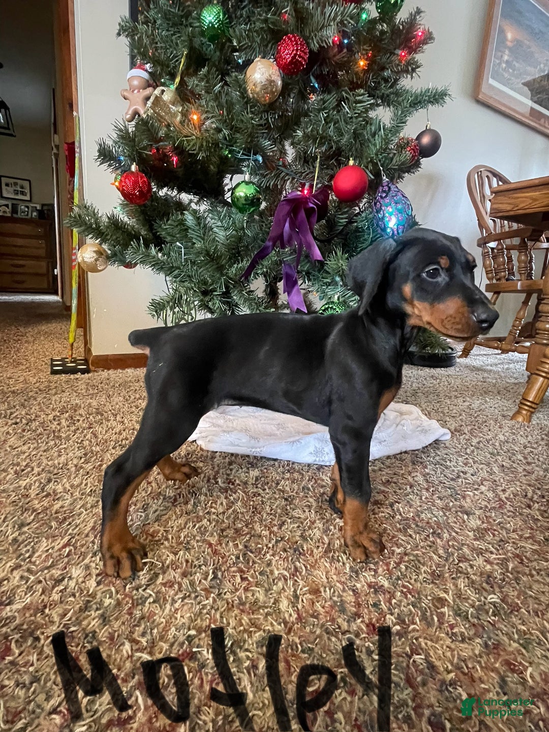Doberman Pinscher dogs for sale: Motley - Ad 3