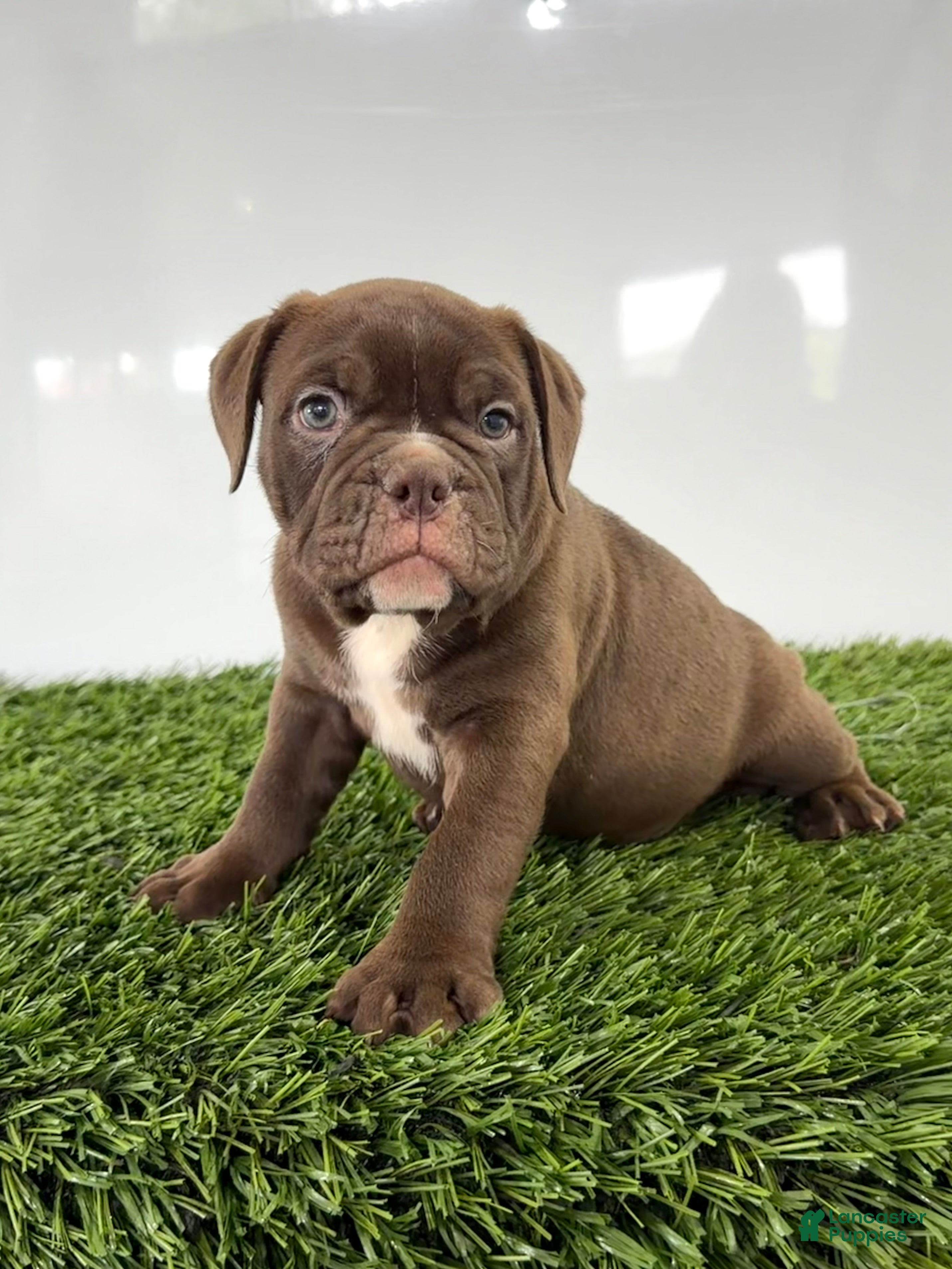 Olde English Bulldogge dogs Duke - Ad 2