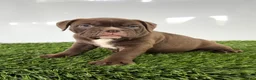 Olde English Bulldogge dogs for sale: Duke - Ad 2