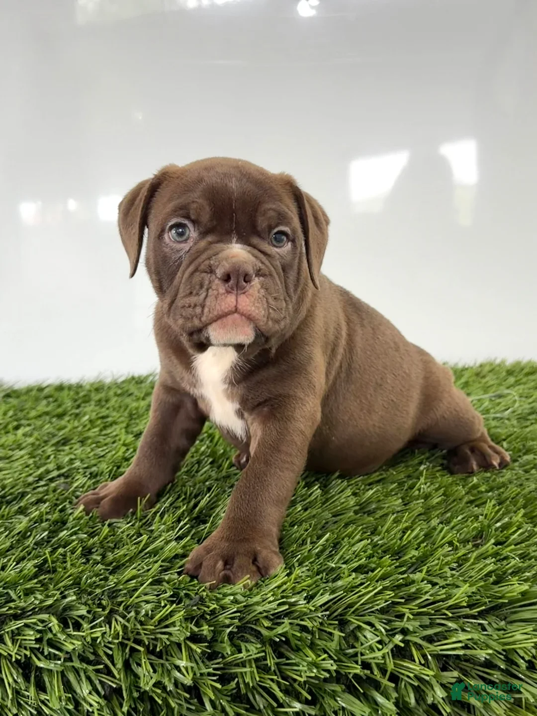 Olde English Bulldogge dogs for sale: Duke - Ad 2