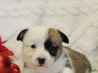 Welsh Corgi Pembroke dogs Elsa Genetically CLEAR - Ad 40