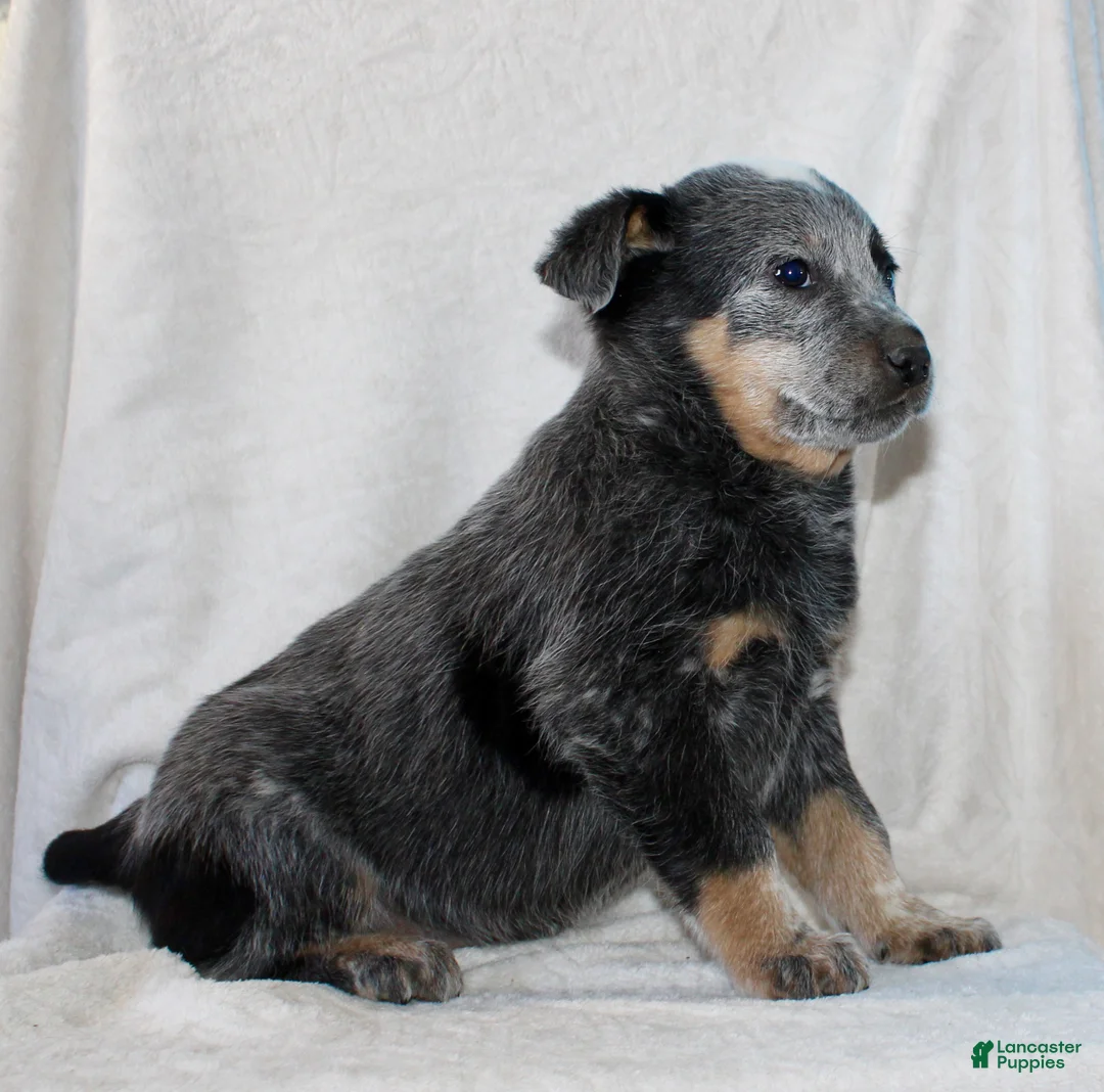 Australian Cattle Dog dogs for sale: Lewy - Ad 4