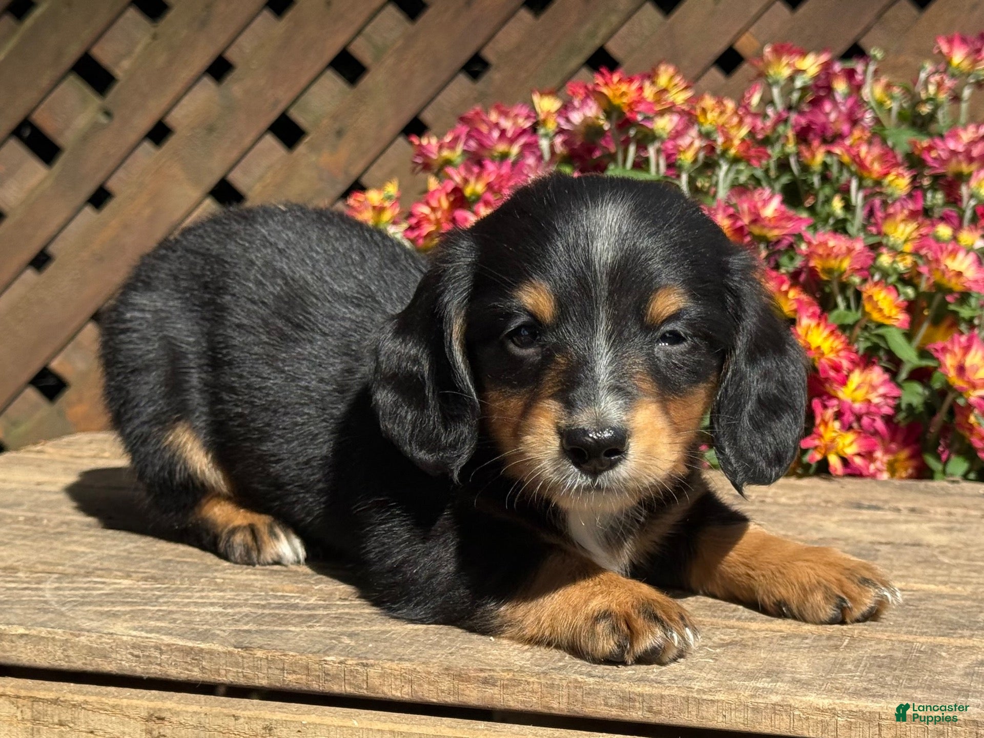 Miniature Dachshund dogs Lucky - Ad 2