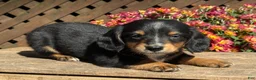 Miniature Dachshund dogs for sale: Lucky - Ad 2