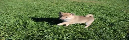 Shiba Inu dogs for sale: Mittens - Ad 7
