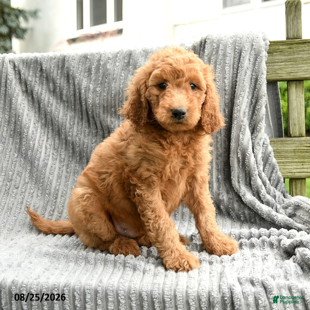 Goldendoodle dogs for sale: Frankie - Ad 5
