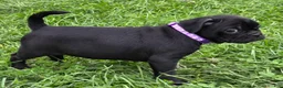Mixed Breed dogs for sale: Poppy  - Ad 5