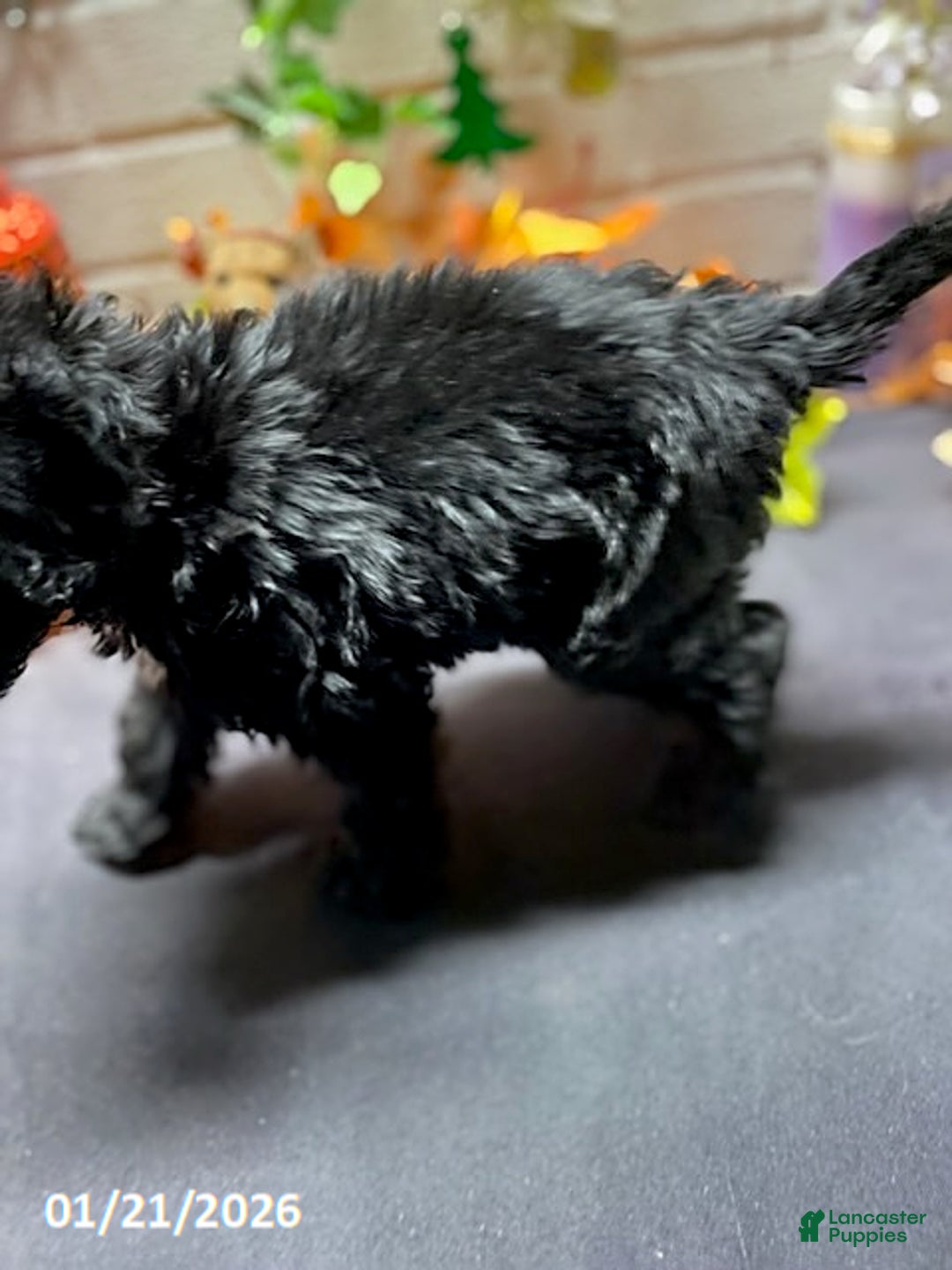 Cockapoo dogs for sale: Ace - Ad 9