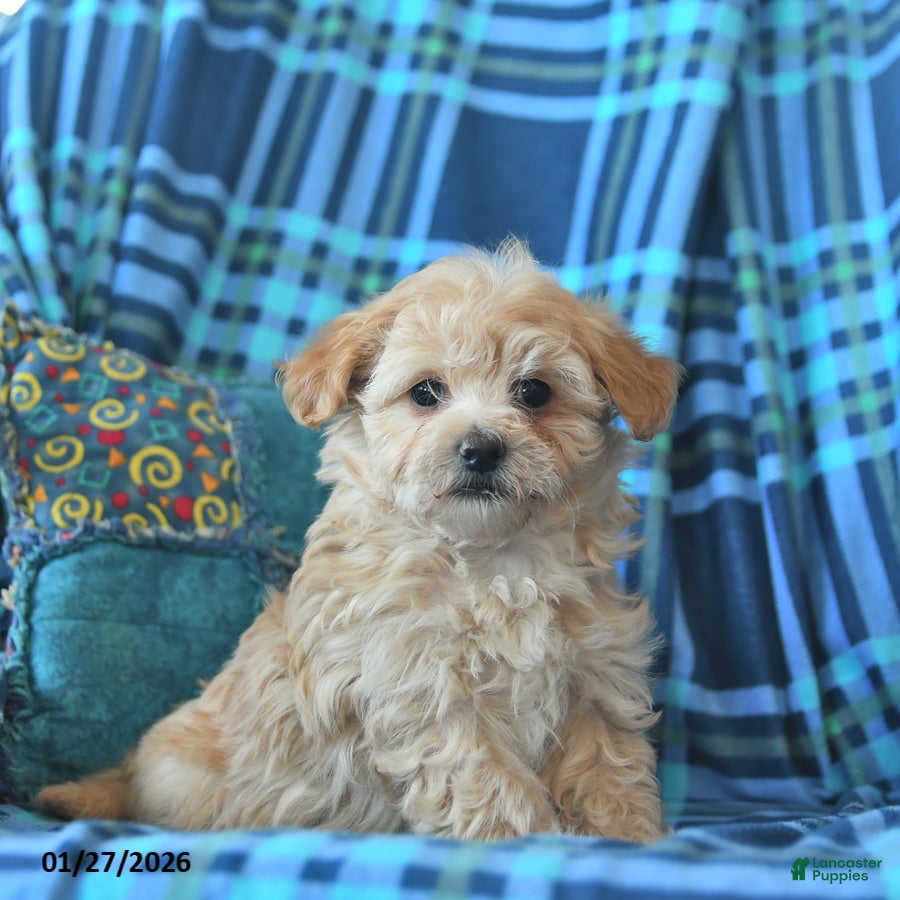 Maltipoo dogs Laura  - Ad 32