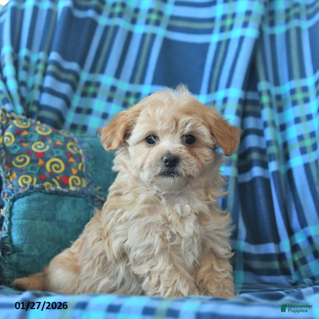 Maltipoo dogs for sale: Laura  - Ad 1