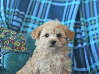 Maltipoo dogs Laura - Ad 32