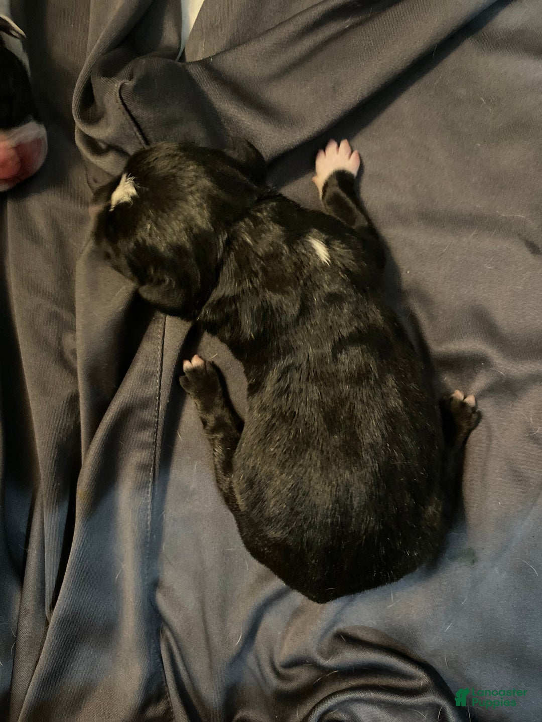 Gallery Image {{count}}