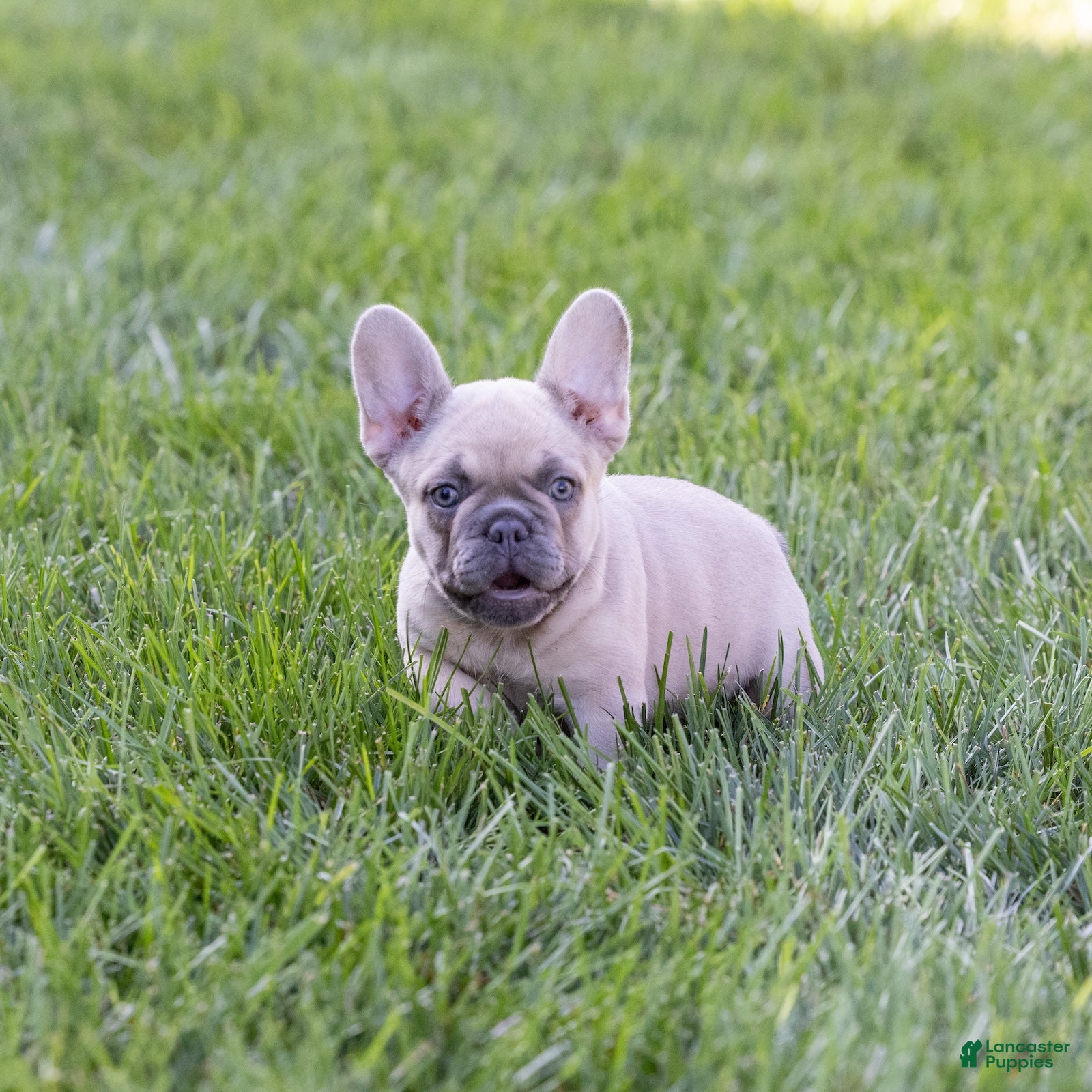 French Bulldog dogs MJ - Ad 1