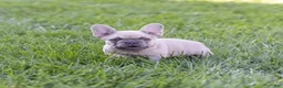 French Bulldog dogs for sale: MJ - Ad 1