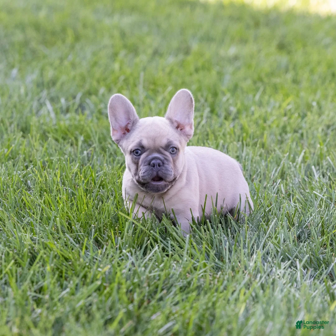 French Bulldog dogs for sale: MJ - Ad 1