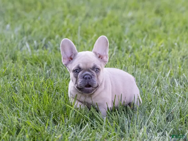 French Bulldog dogs MJ - Ad 1