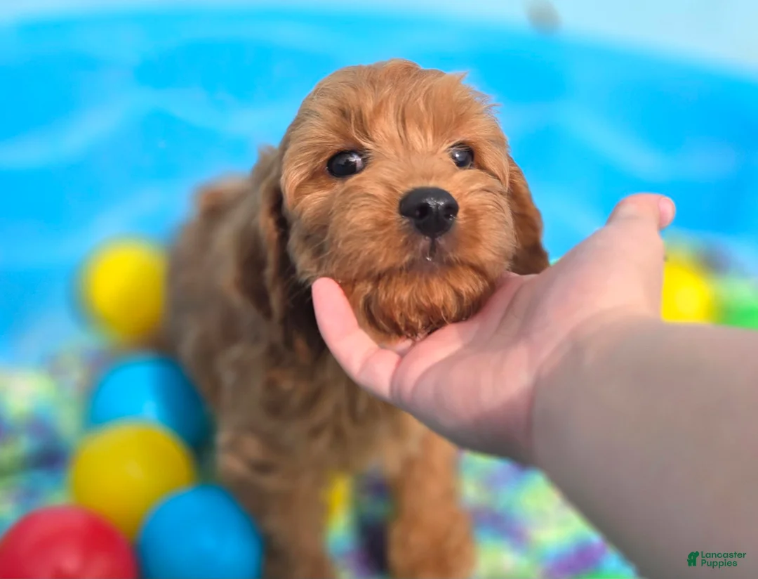 Cavapoo dogs for sale: Grub - Ad 1