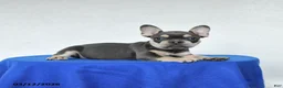 French Bulldog dogs for sale: Beauty - Ad 3