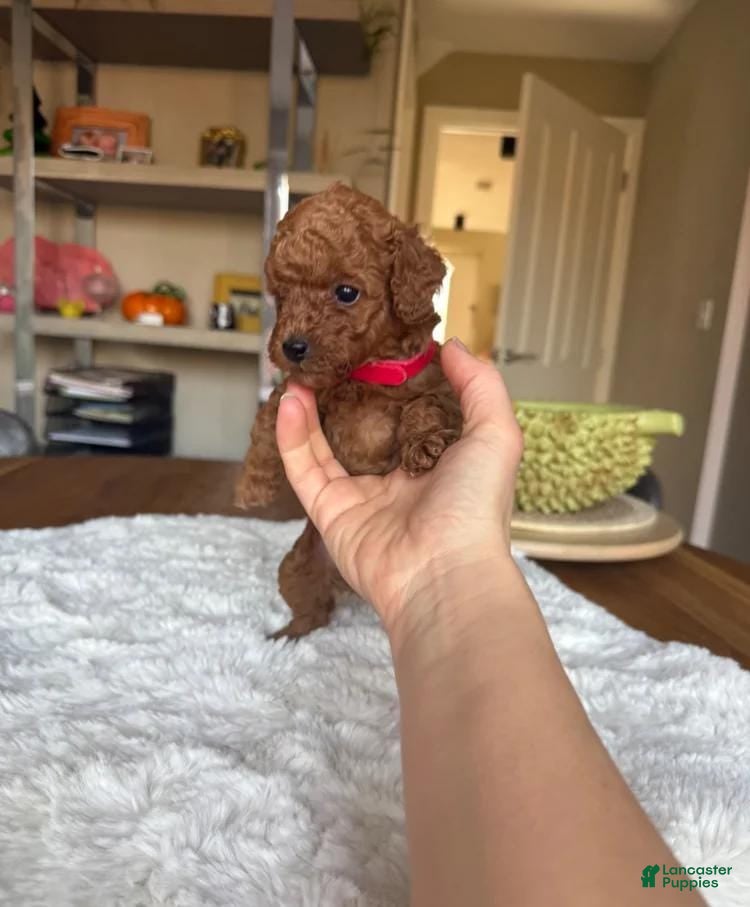 Toy Poodle dogs Ruby - Ad 17