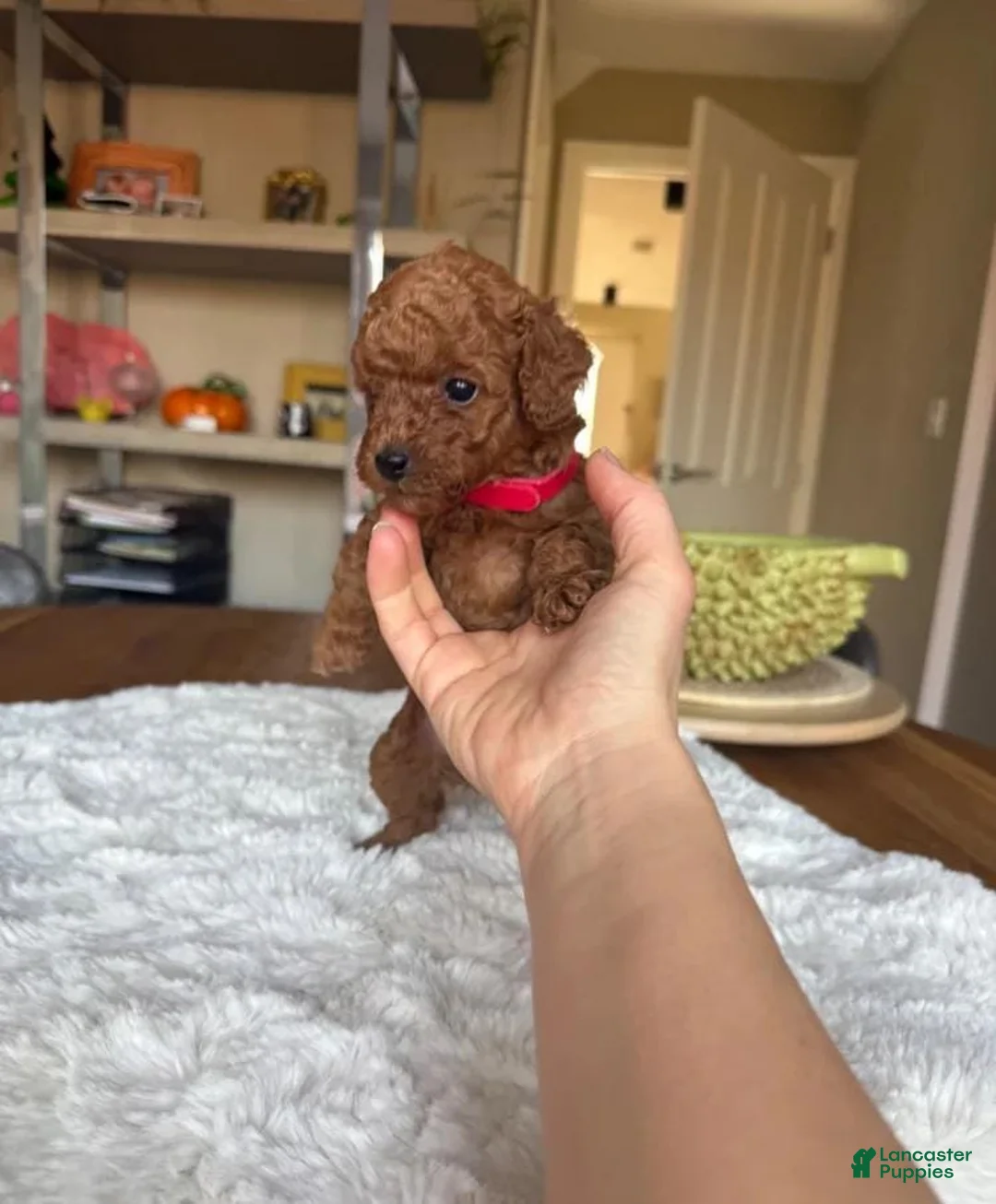 Toy Poodle dogs for sale: Ruby - Ad 1