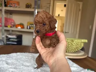 Toy Poodle dogs Ruby - Ad 17