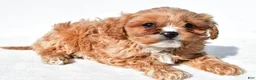 Cavapoo dogs for sale: Ellie - Ad 2